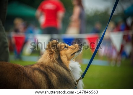 Dog