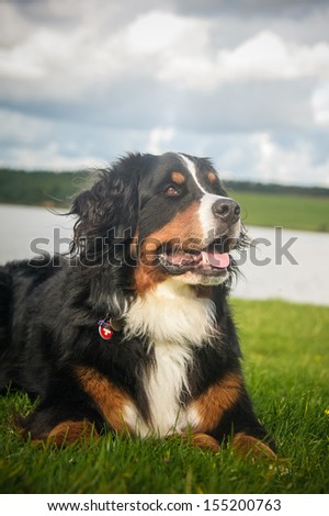 Similar – Image, Stock Photo Brown Labrador on mountain meadow in front of mountain hut