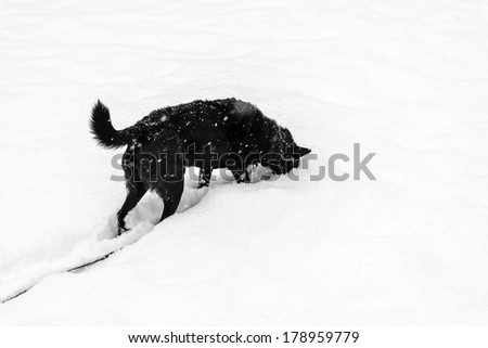 Similar – Foto Bild Bock Haustier Tiergesicht