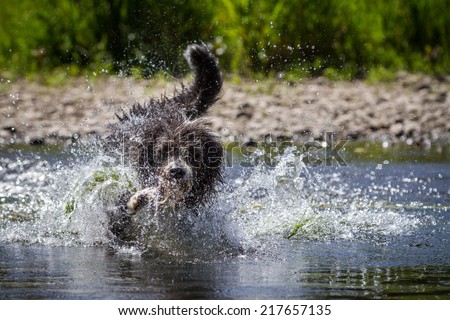 Similar – water rat Pet Labrador