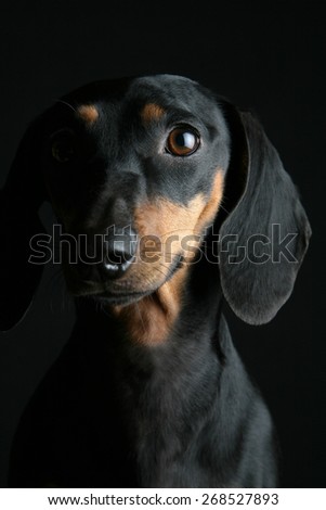 Similar – Vigilant dachshund