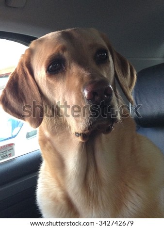 Dog.