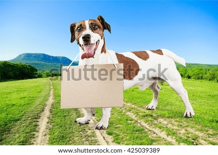 Dog.