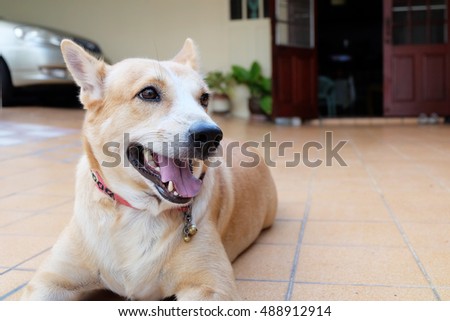 dog