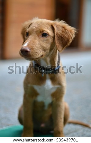 dog