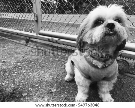 Dog