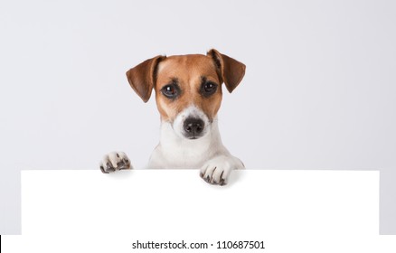Dog above banner. Cute Jack Russell terrier with empty white banner. Mockup template for gift certificate