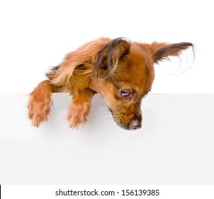 Dog Above White Banner Looking Down. Isolated On White Background