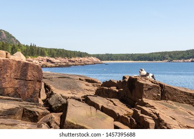 Dog At Acadia Park On Rocks