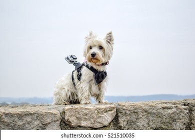 Dog With An Action Cam