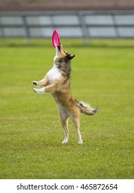 Dog In Action. A Dog Is Fetching The Disc Golf With Enormous Speed On An Outdoor Field. The Dog Breed Is Collie.