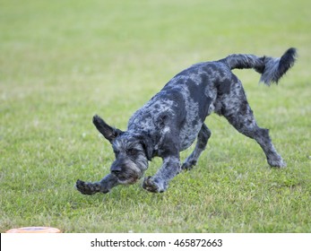 Dog In Action. A Dog Is Fetching The Disc Golf With Enormous Speed On An Outdoor Field.