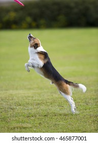 Dog In Action. A Dog Is Fetching The Disc Golf With Enormous Speed On An Outdoor Field. 