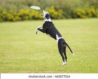 Dog In Action. A Dog Is Fetching The Disc Golf With Enormous Speed On An Outdoor Field. 