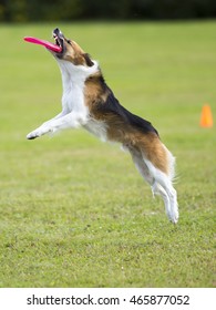 Dog In Action. A Dog Is Fetching The Disc Golf With Enormous Speed On An Outdoor Field. 