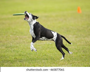 Dog In Action. A Dog Is Fetching The Disc Golf With Enormous Speed On An Outdoor Field. 