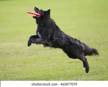 Dog In Action. A Dog Is Fetching The Disc Golf With Enormous Speed On An Outdoor Field. 