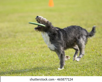 Dog In Action. A Dog Is Fetching The Disc Golf With Enormous Speed On An Outdoor Field. 