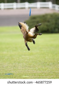 Dog In Action. A Dog Is Fetching The Disc Golf With Enormous Speed On An Outdoor Field. The Dog Breed Is Malinois.