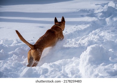 Dog In Action In Snow