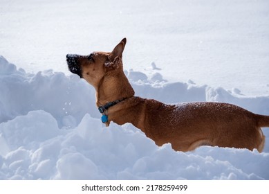 Dog In Action In Snow