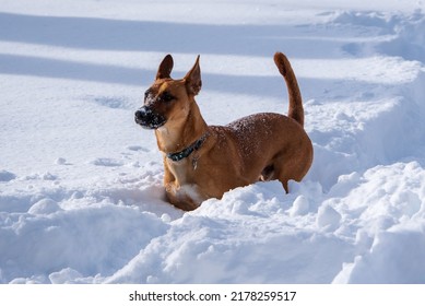 Dog In Action In Snow