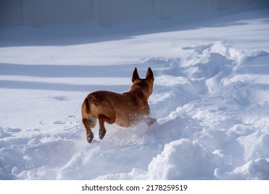 Dog In Action In Snow