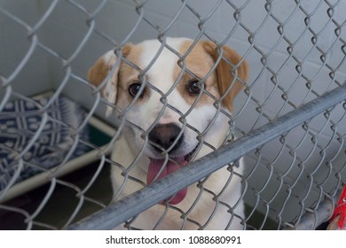 Dog At Adoption Center Looking Through Cage Door