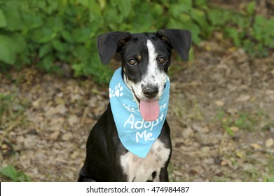 Dog Adoption Is A Shelter Animal With Bright Brown Eyes And Big Adorable Floppy Ears Hoping To Be Adopted, By Someone Who Love Him.