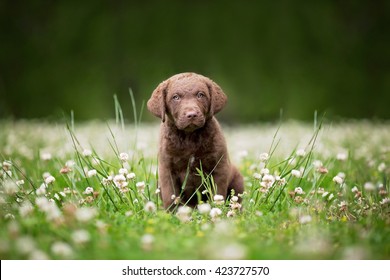 Dog: Adorable 7 Week Old Chesapeake Bay Retriever Puppy Sitting In The Grass