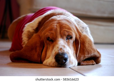 Dog, adorable basset hound three colors  with sad face laying down on floor. Animal demestic 's life .selective focus.