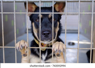 Dog Adult Mongrel Sad Sitting In A Cage In A Dog Kennel