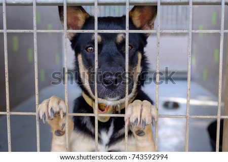 dog adult mongrel sad sitting in a cage in a dog kennel