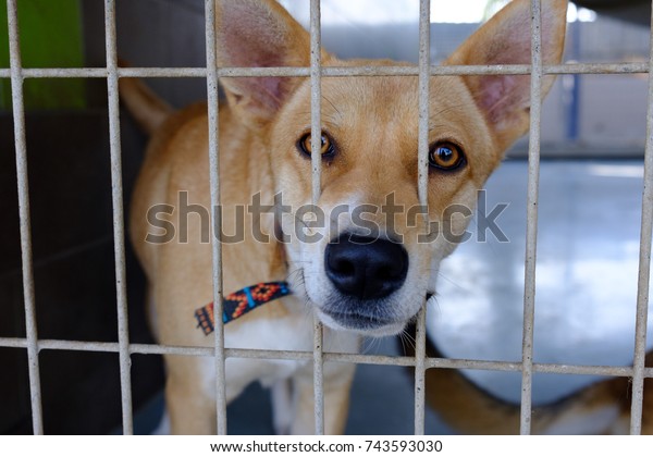 mongrels kennel