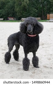 the dog, an adult Royal poodle in a red and white collar, with a beautiful model haircut, stands on the white sand in a championship stance. - Shutterstock ID 1498860944