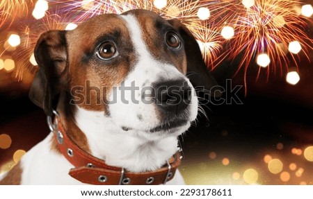 Dog afraid of colored fireworks in sky