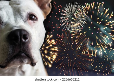 Dog afraid of fireworks. Please don't throw firecrackers I'm afraid - Shutterstock ID 2236653211