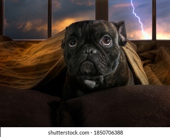 The dog is afraid of thunderstorms. Bulldog hiding under a blanket