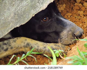 Dog After Digging A Hole