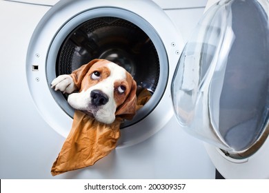 Dog After Washing In A Washing Machine