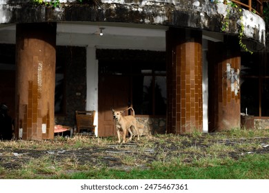 a dog against the background of a worn house - Powered by Shutterstock