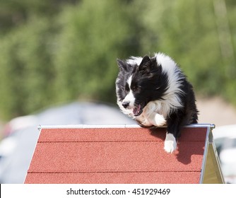 are border collies fence jumpers