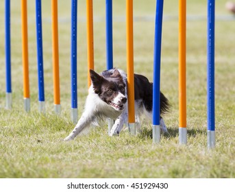 Dog agility in action. The dog is going through slalom sticks. Image taken in an outdoor track. The dog breed is Australian shepherd dog. - Shutterstock ID 451929430