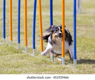 Dog agility in action. The dog is going through slalom sticks. Image taken in an outdoor track. The dog breed is Australian shepherd dog. - Shutterstock ID 451929466