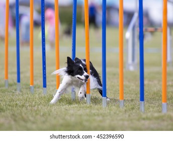 Dog agility in action. The dog is going through slalom sticks. Image taken in an outdoor track. The dog breed is border collie. - Shutterstock ID 452396590