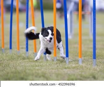 Dog agility in action. The dog is going through slalom sticks. Image taken in an outdoor track. The dog breed is border collie. - Shutterstock ID 452396596