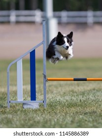 Dog agility in action on an outdoor track. Sunny summer day, green grass field. Fast and sporty dog. - Shutterstock ID 1145886389