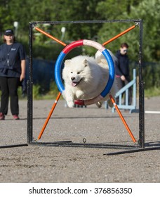 Dog agility in action. Samoyed dog is jumping through the hoop. Image taken outdoor on a sand track.