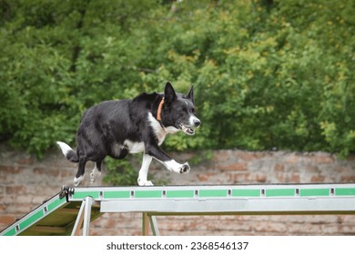 Dog in agility balance beam. Amazing day on Czech agility competition. They are middle expert it means A2. - Shutterstock ID 2368546137