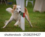 Dog in agility championship, overcoming the slalom obstacle. Border collie breed dog